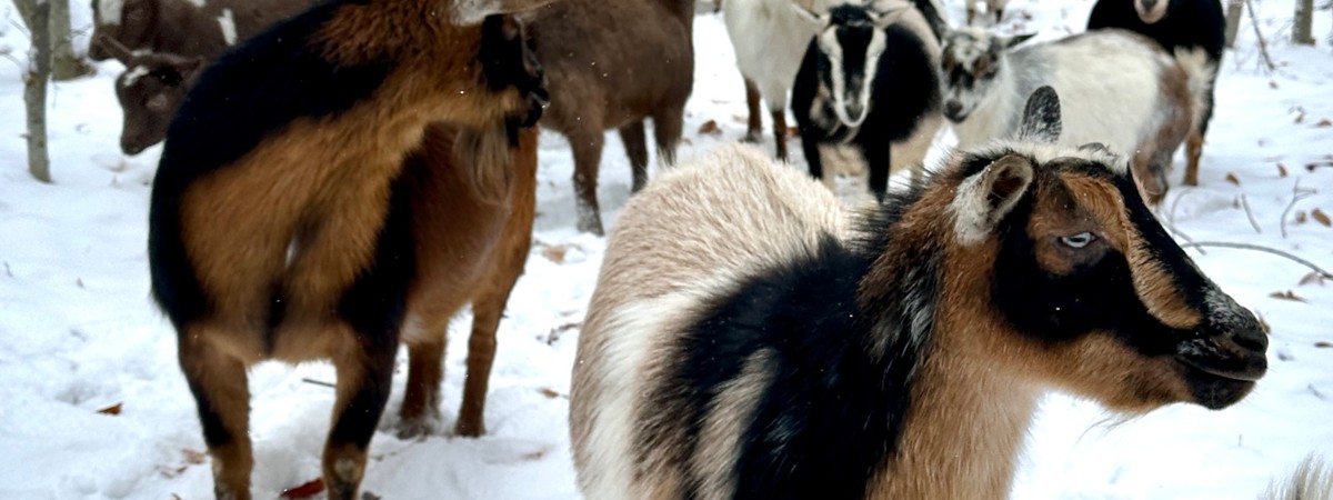 intothewoodsfarmny.com