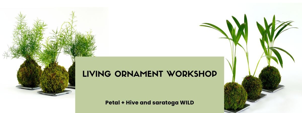 Kokedama-inspired plants