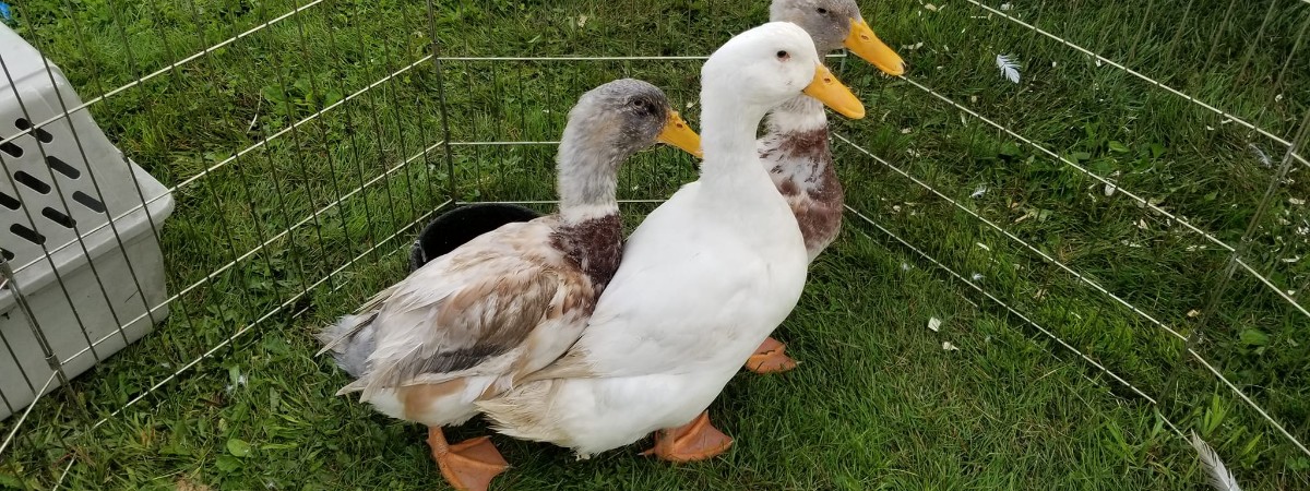 ducks