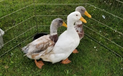 ducks