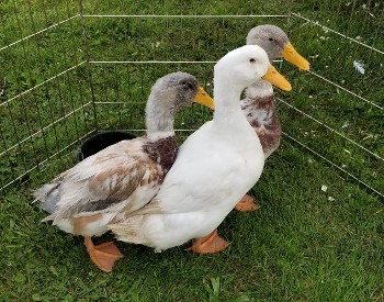 ducks