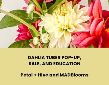 A bunch of flowers with the words Dahlia Tuber Pop-Up, Sale, and Education