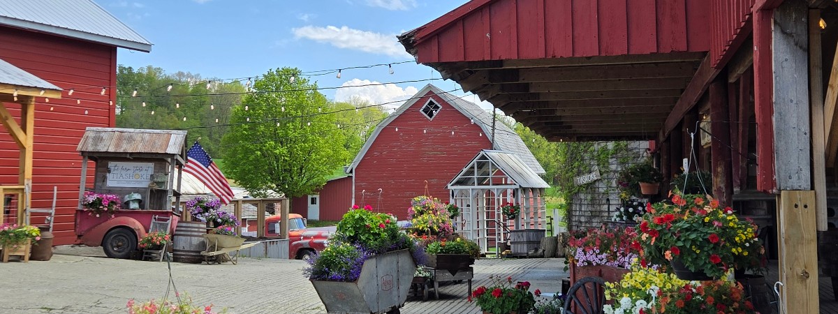 Gather in the barnyard at Tiashoke