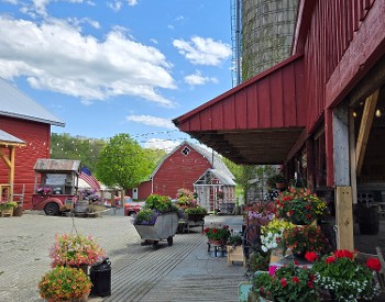 Gather in the barnyard at Tiashoke