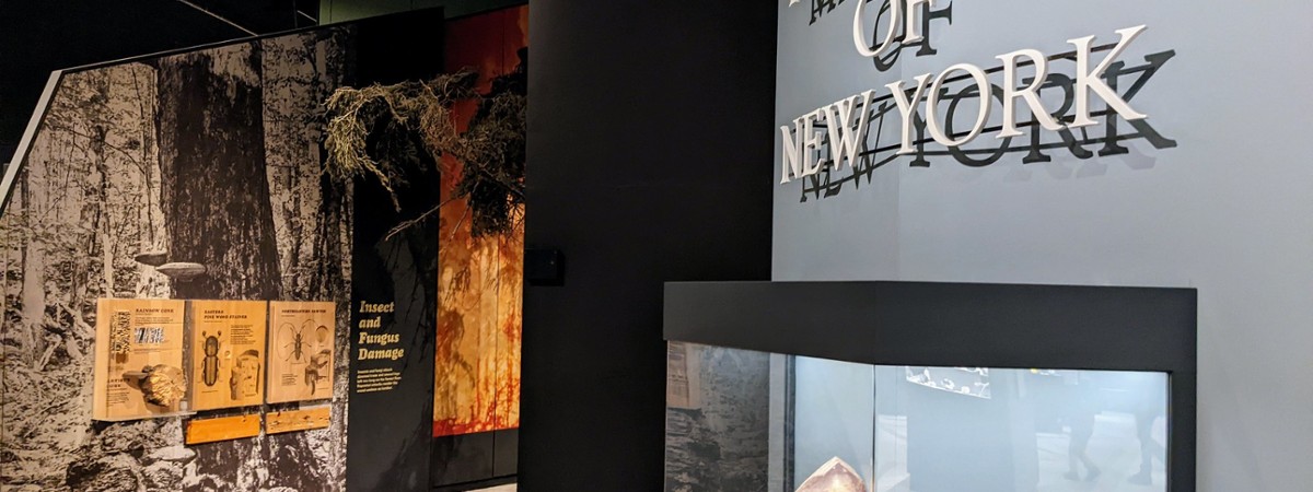 minerals of NY display