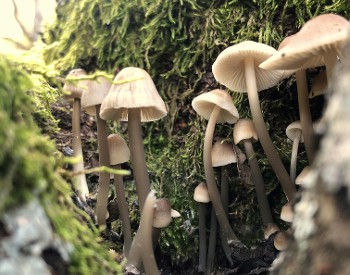 Mushrooms and moss