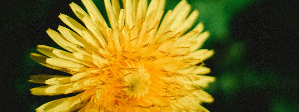 Yellow dandelion on green background