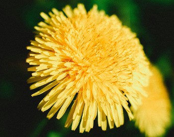 Yellow dandelion on green background