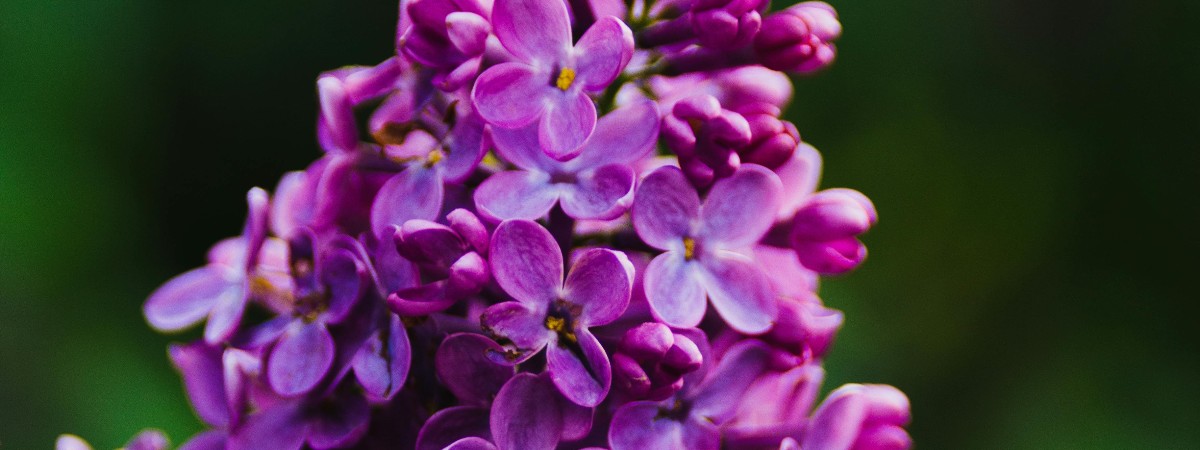 Purple Lilac Blossom on green background