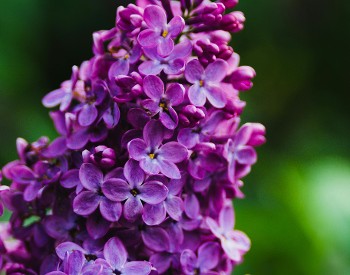 Purple Lilac Blossom on green background