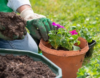 Gather & Grow iStock