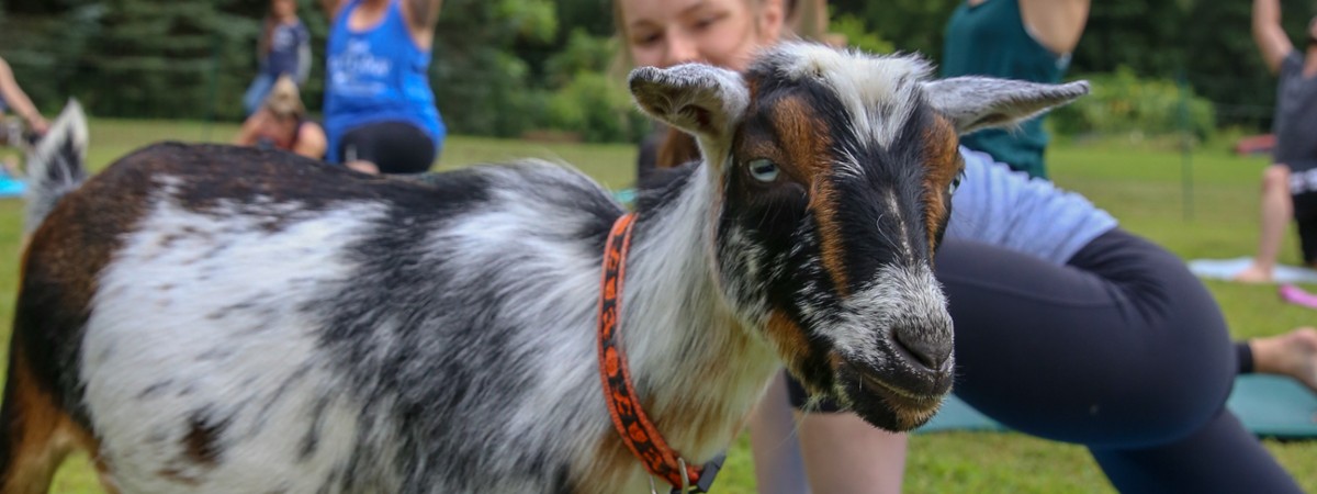 Goat Yoga In The Woods NY