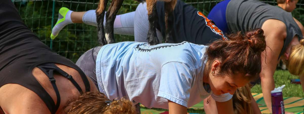 Goat Yoga In The Woods NY