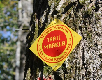 marker
