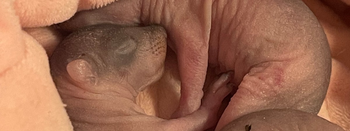 baby squirrels that came in back in March.