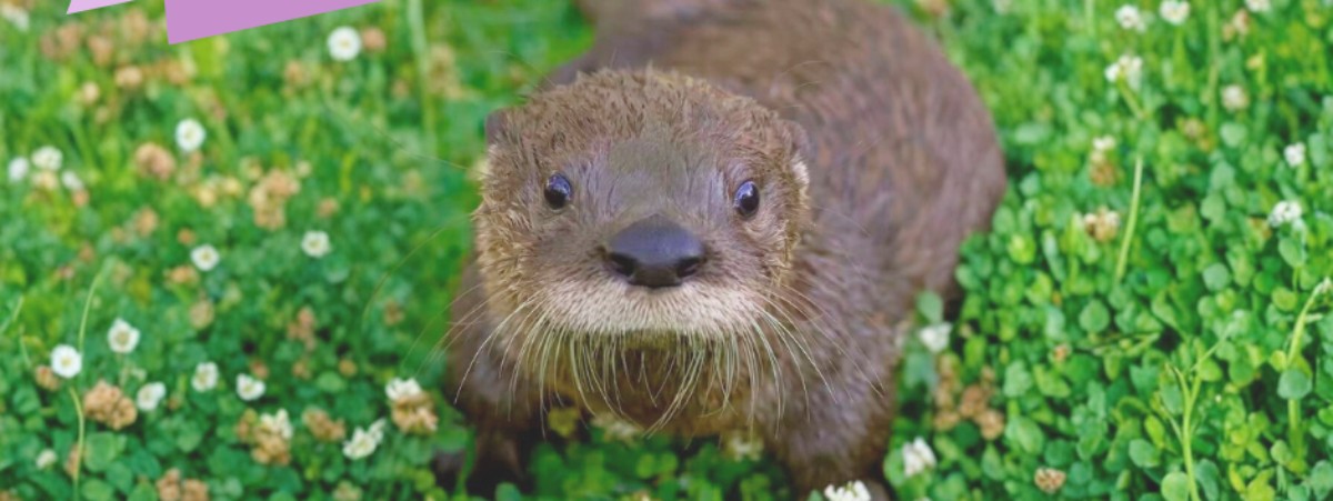 An otter currently in rehab.