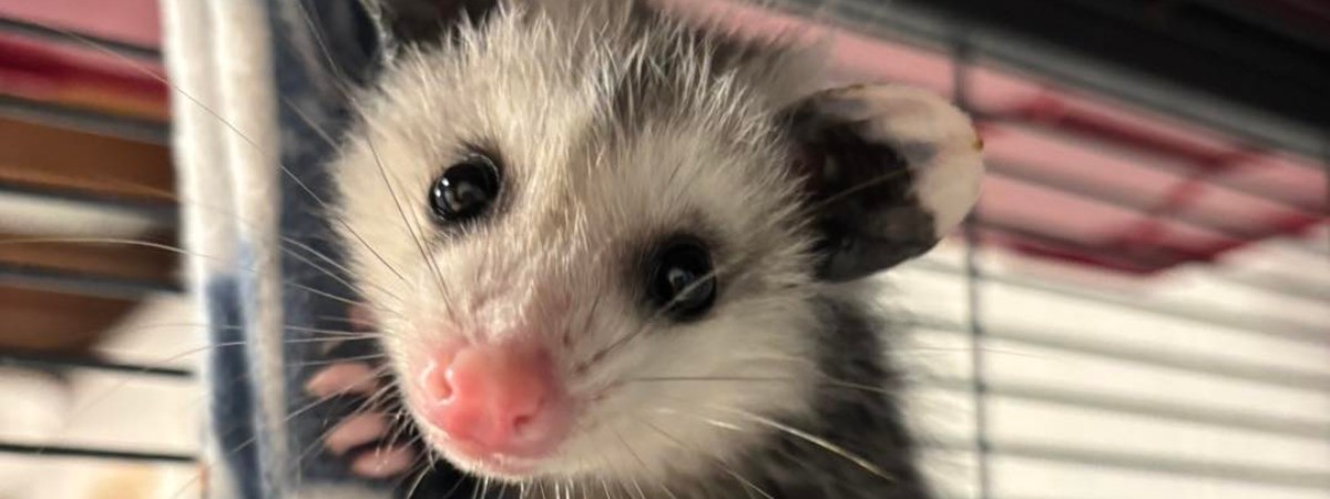 an opossum that was in care last year and released.