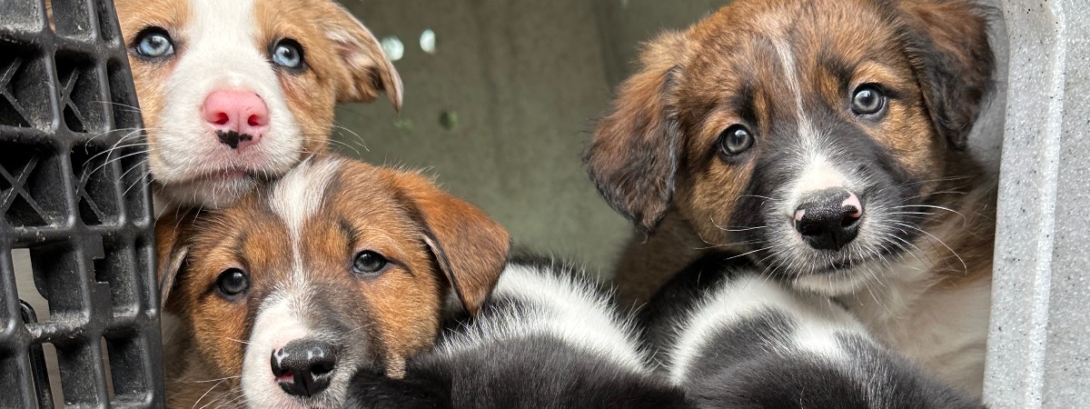 Border collie puppys bring joy during yoga at Into The Woods Farm in Saratoga County.