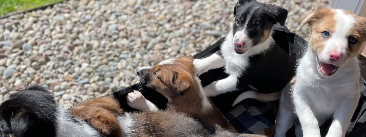Border collie puppys bring joy during yoga at Into The Woods Farm in Saratoga County.