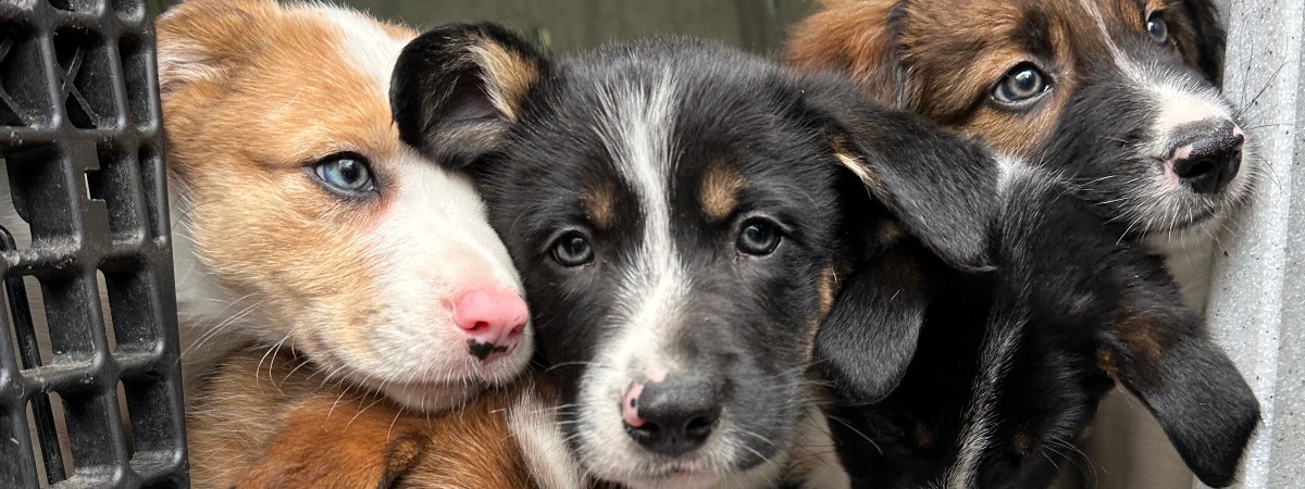 Border collie puppy bring joy during yoga at Into The Woods Farm in Saratoga County.