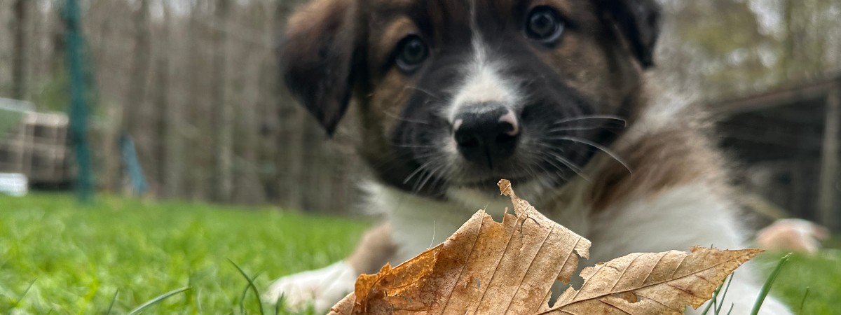 Border collie puppy brings joy during yoga at Into The Woods Farm in Saratoga County.