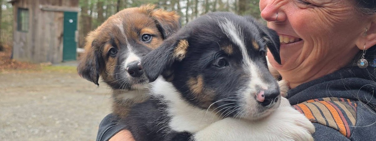 Border collie puppys bring joy during yoga at Into The Woods Farm in Saratoga County.