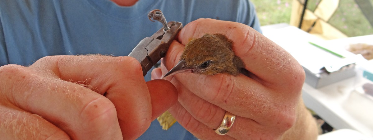 Bird Banding Observation
