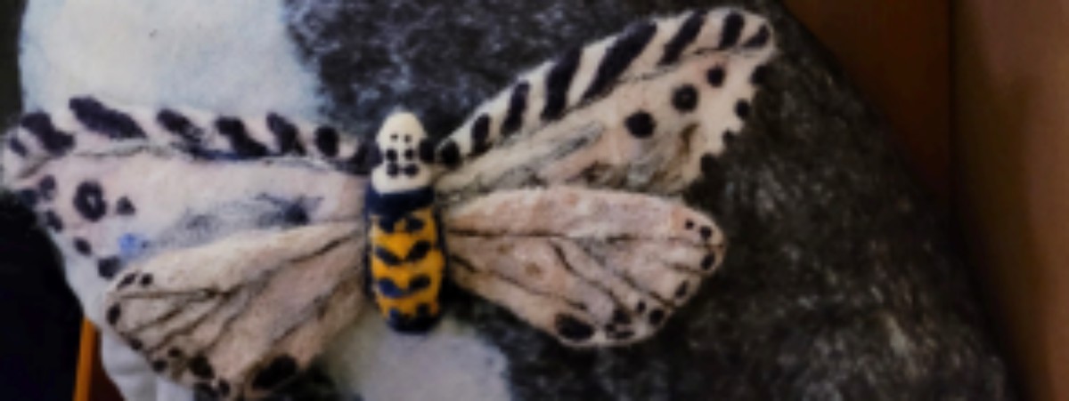 moths