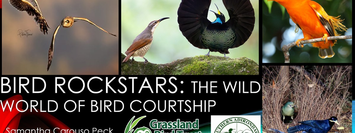 Photos of birds