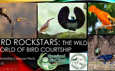 Photos of birds