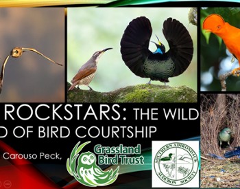 Photos of birds