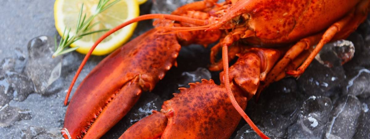lobster