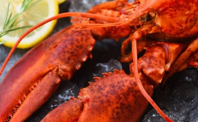 lobster