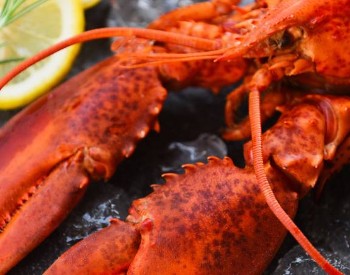 lobster