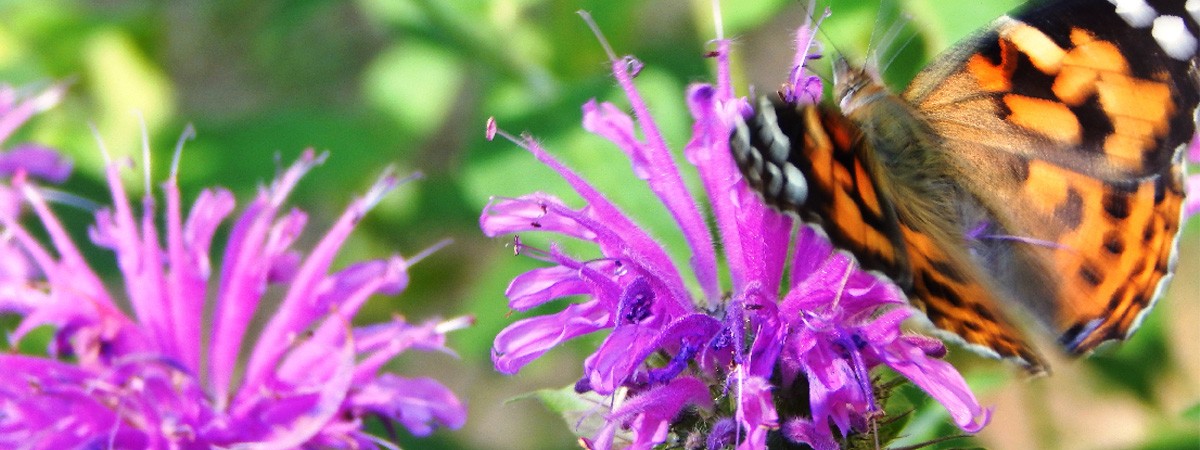 Monarch butterfly on purple flower