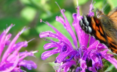 Monarch butterfly on purple flower