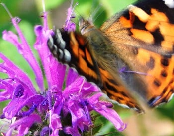Monarch butterfly on purple flower
