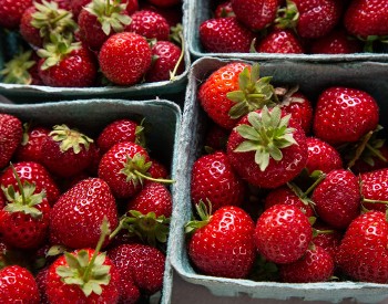 Fresh strawberries available at several farmstands
