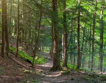 trees