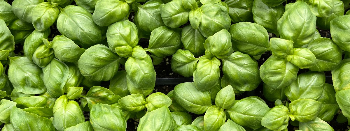 Basil