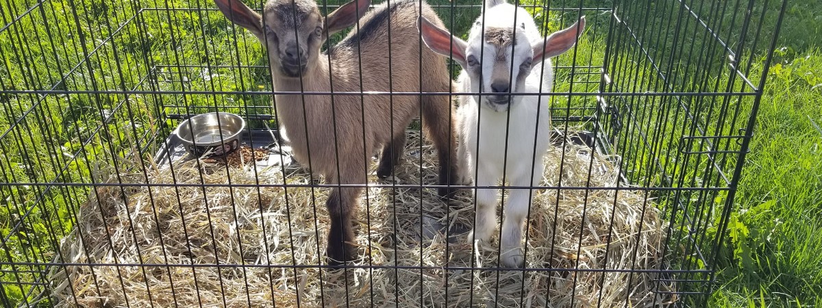 Goats