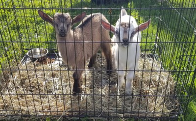 Goats