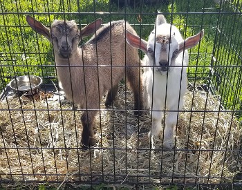 Goats