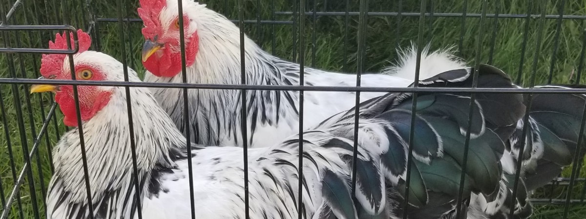 Chickens