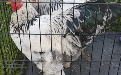 Chickens
