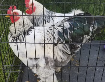 Chickens