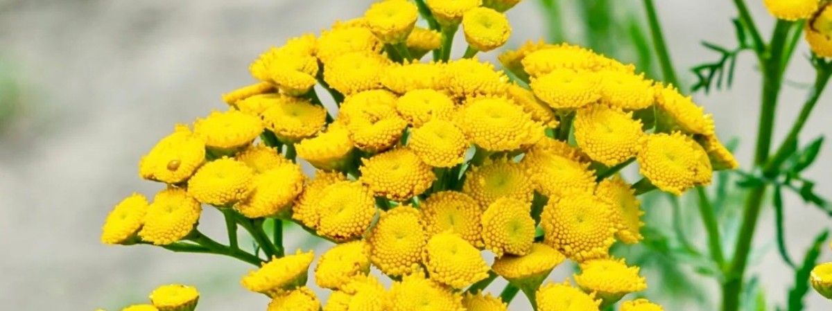 Tansy