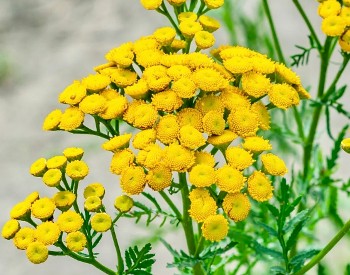 Tansy