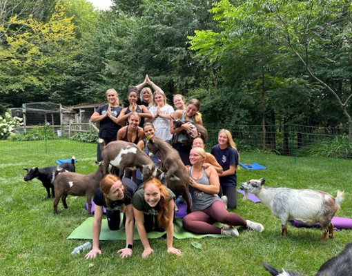 intothewoodsfarmny.com