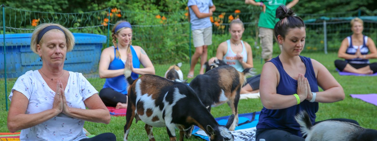 intothewoodsfarmny.com